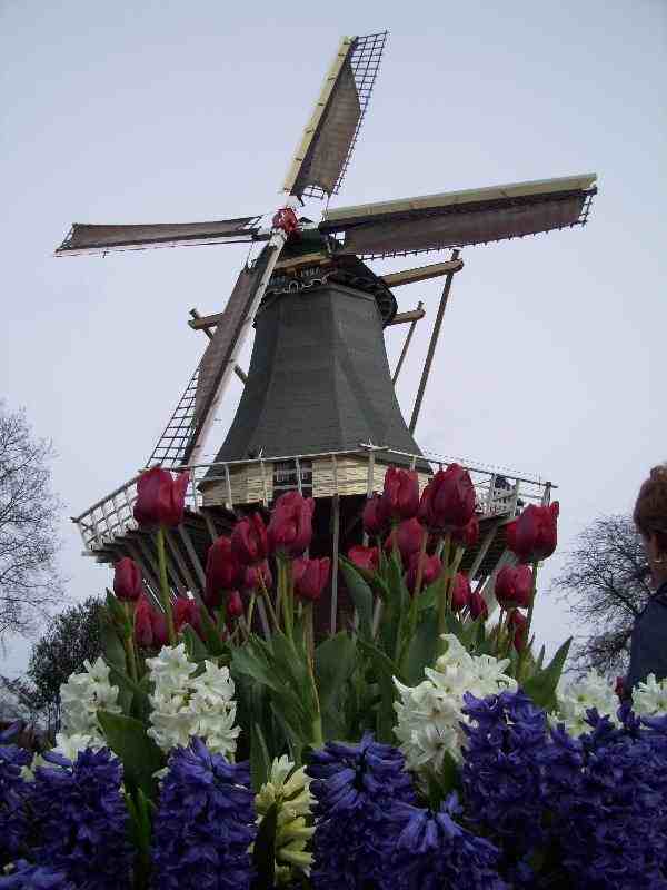 Keukenhof%20103.jpg