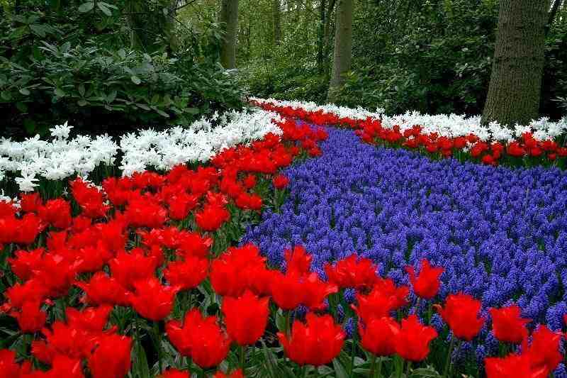 Keukenhof%20111.jpg