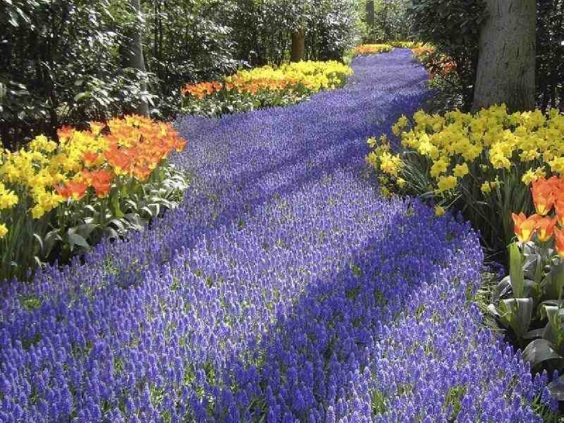 Keukenhof%20112.jpg