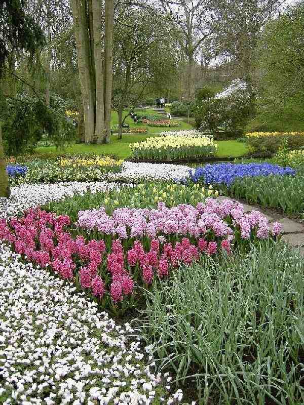 Keukenhof%20113.jpg