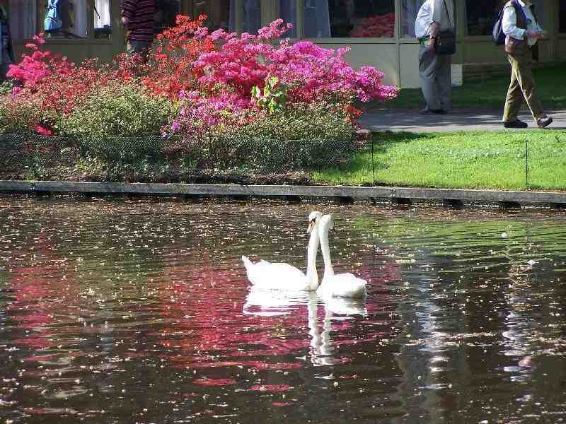 Keukenhof%20120.jpg