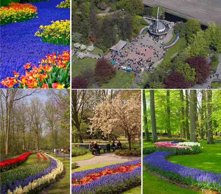 Keukenhof%202.jpg