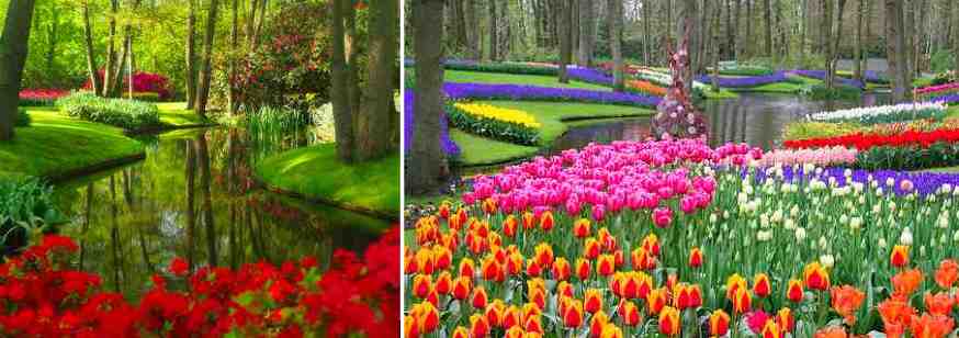 Keukenhof%203.jpg