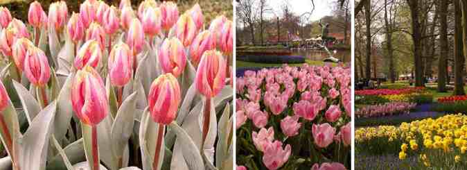 Keukenhof%205.jpg