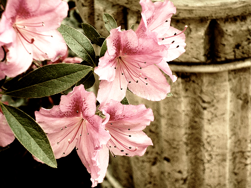 http://s1.picofile.com/mohnaseri/Pictures/persianblog/NF.jpg