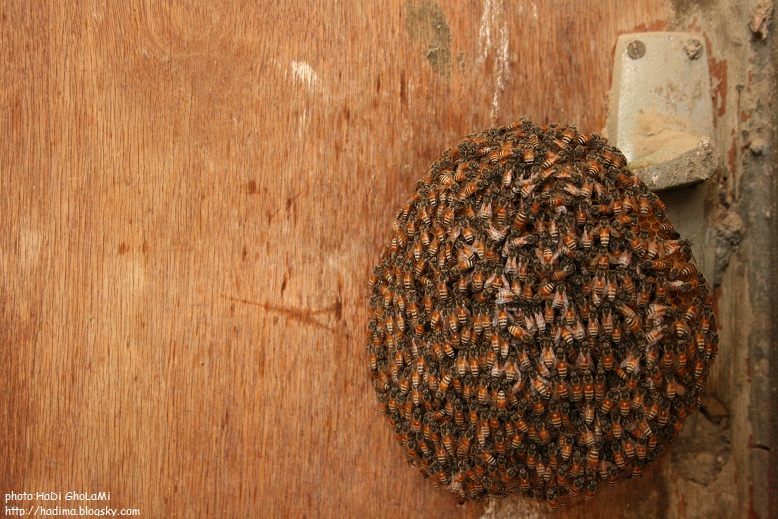 حاج زنبور عسل