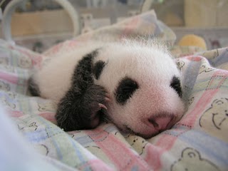 giant-panda