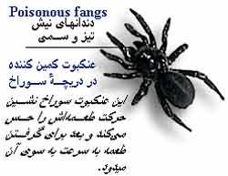 عنکبوت کمین کننده
