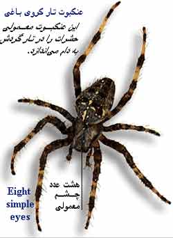 عنکبوت تار کروی باغی