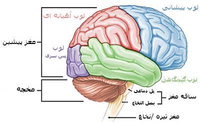 آناتومی مغز انسان