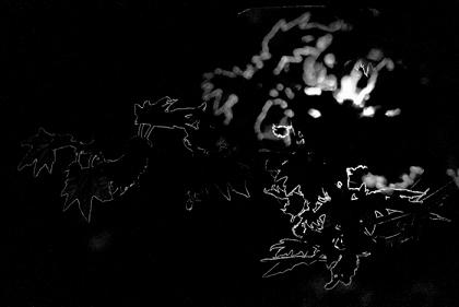 برگ های چنار در یک عبور مهتابی از کوچه