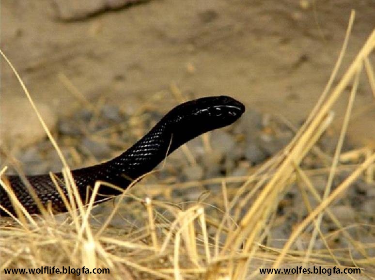 مار،Snake