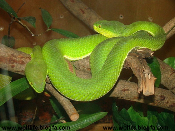 مار،Snake