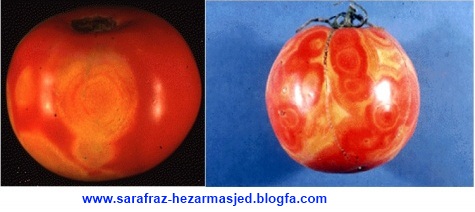www.sarafraz-hezarmasjed.blogfa.com بیماری ویروسی پژمردگی لکه ای Tomato spotted wilt virus 